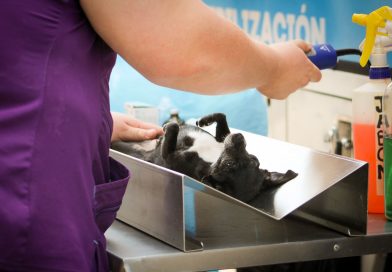 BRIGADA “HUELLITAS” LLEGA A LA ZONA ORIENTE DEL MUNICIPIO