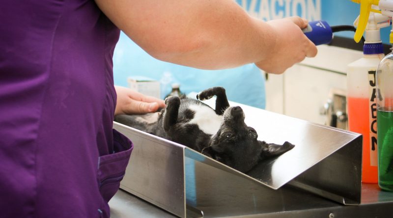 BRIGADA “HUELLITAS” LLEGA A LA ZONA ORIENTE DEL MUNICIPIO